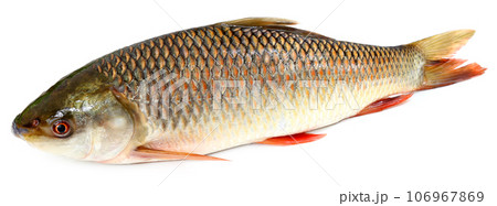 Popular Rohu or Rohit fish of Indian subcontinent Popular Rohu or Rohit fish of Indian subcontinent 106967869