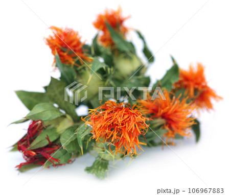 Safflower Safflower 106967883