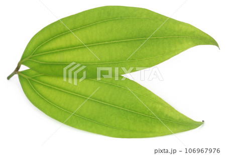 Green bay leaf Green bay leaf 106967976