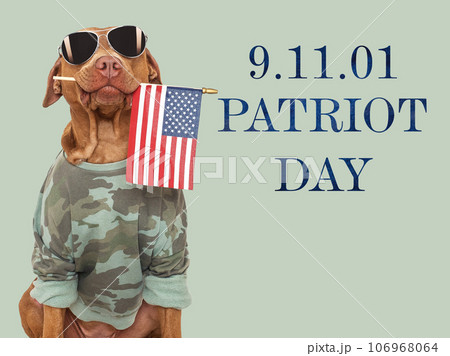 Patriot Day. Cute brown dog and American Flag Patriot Day. Cute brown dog and American Flag 106968064