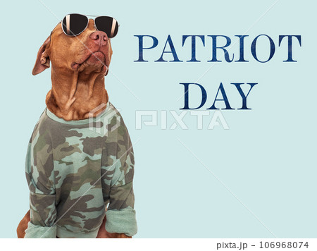 Patriot Day. Cute brown dog and American Flag Patriot Day. Cute brown dog and American Flag 106968074