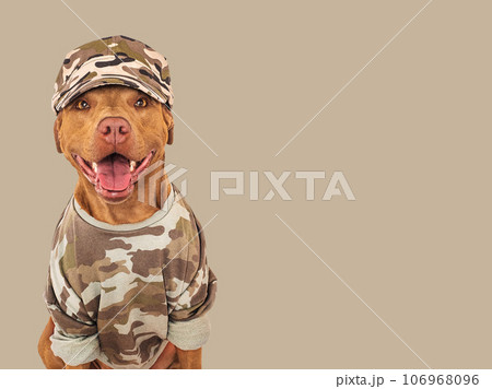 Cute brown dog, military shirt and army cap 106968096