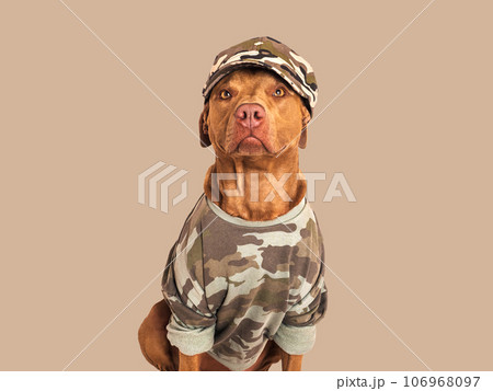 Cute brown dog, military shirt and army cap 106968097