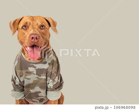 Cute brown dog and military shirt. Closeup 106968098