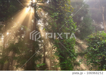森に射す光芒 106968252