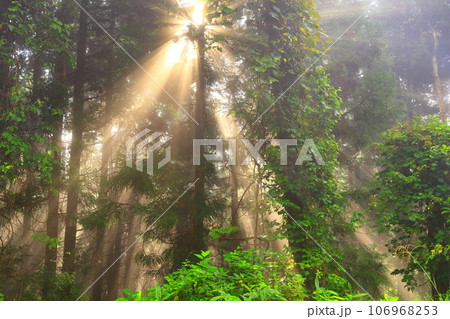 森に射す光芒 106968253