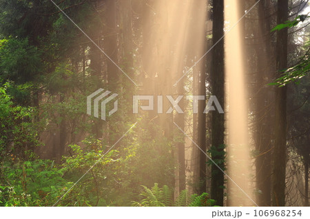 森に射す光芒 106968254