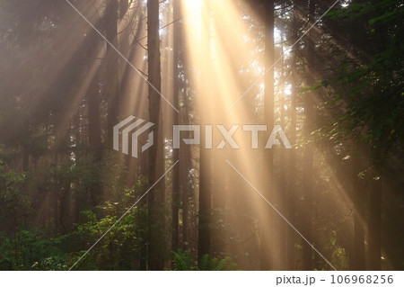 森に射す光芒 106968256
