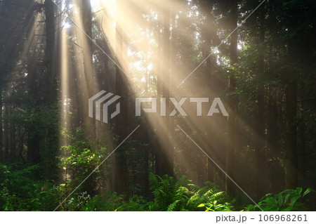 森に射す光芒 森に射す光芒 106968261