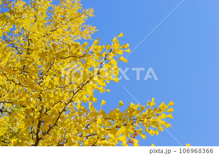 青空に映えるイチョウの黄葉 【青空背景】 青空に映えるイチョウの黄葉 【青空背景】 106968366