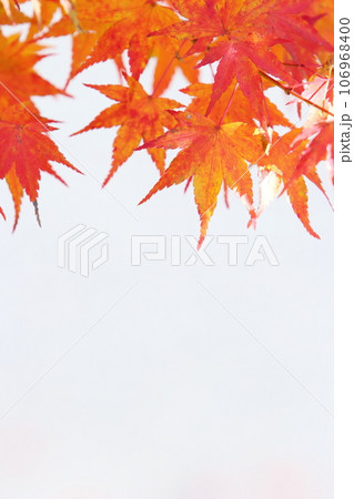 かえでの紅葉のクローズアップ 【空背景】 かえでの紅葉のクローズアップ 【空背景】 106968400