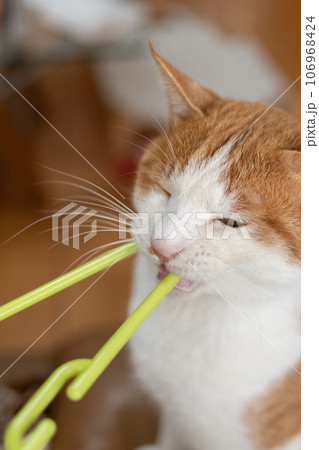 物を噛む猫　茶トラ白 106968424