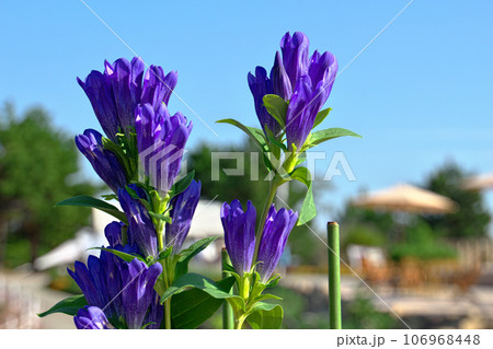 青空に映える紫色の花 青空に映える紫色の花 106968448