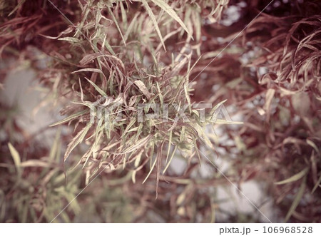 Dry leaves of medicinal cannabis 106968528