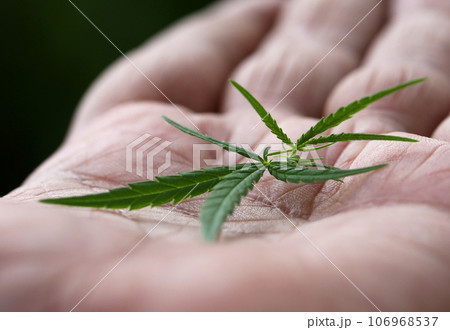 Cannabis leaves on palm 106968537