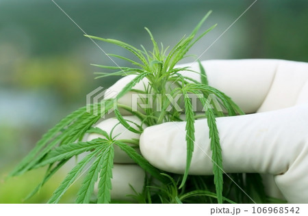 Cannabis leaves Cannabis leaves 106968542