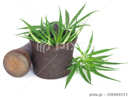 Cannabis or marijuana leaves in a vintage mortar 106968555