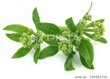 Flowers of Alstonia scholaris 106968709