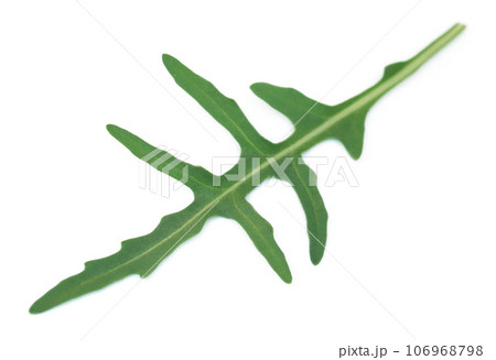 Fresh arugula or rucola leaves 106968798