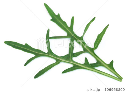 Fresh arugula or rucola leaves 106968800