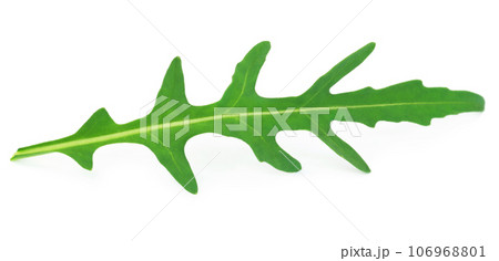 Fresh arugula or rucola leaves 106968801