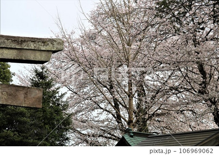 境内で穏やかに咲く古木の桜の花 春の風景 境内で穏やかに咲く古木の桜の花 春の風景 106969062