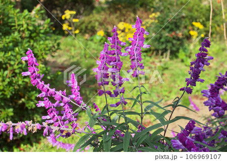 紫色の花を咲かせたアメジストセージ 紫色の花を咲かせたアメジストセージ 106969107