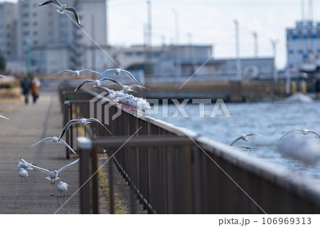 並んだカモメ 106969313