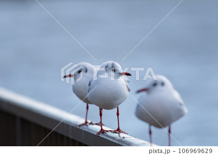 並んだカモメ 106969629