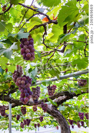 山梨県笛吹市　巨峰のぶどう棚 106969669