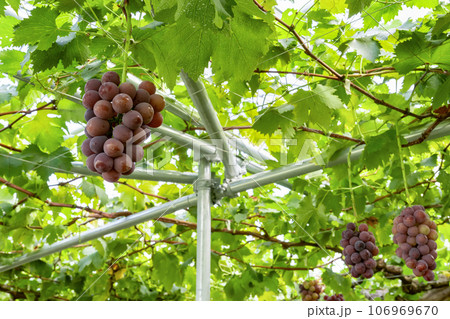 山梨県笛吹市 巨峰のぶどう棚 山梨県笛吹市 巨峰のぶどう棚 106969670