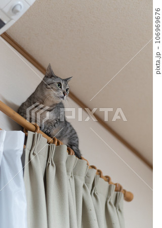 カーテンレールに登る猫 サバトラ猫 カーテンレールに登る猫 サバトラ猫 106969676