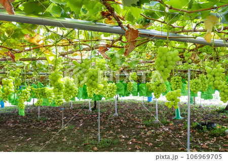 山梨県笛吹市 シャインマスカットのぶどう棚 山梨県笛吹市 シャインマスカットのぶどう棚 106969705