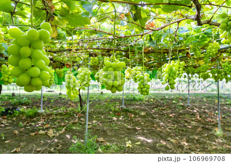 山梨県笛吹市 シャインマスカットのぶどう棚 山梨県笛吹市 シャインマスカットのぶどう棚 106969708