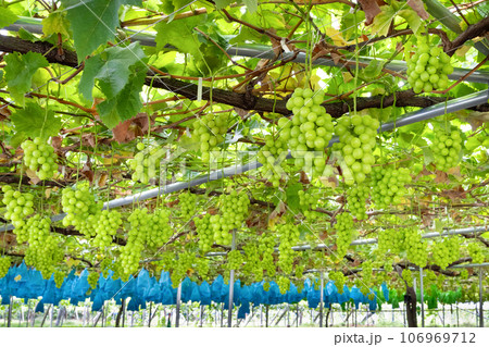 山梨県笛吹市　シャインマスカットのぶどう棚 106969712