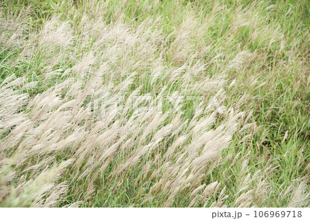 ススキ ススキ 106969718