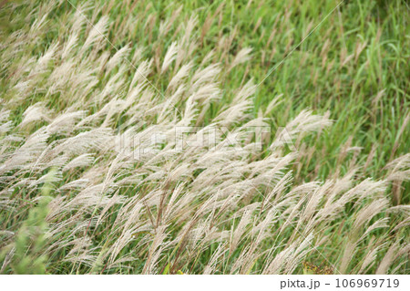 ススキ ススキ 106969719