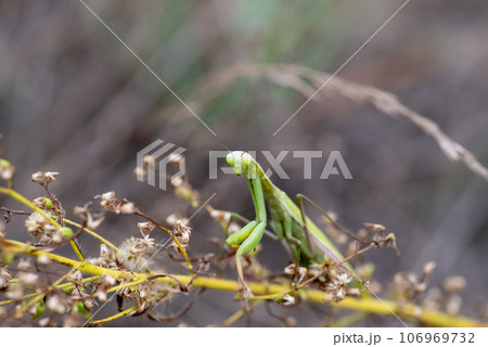 Green exotic praying mantis on a plant, Carolina mantis, Stagmomantis carolina in the jungle 106969732