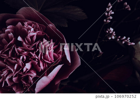 恥じらう花：ピンクのシャクヤクの接写 106970252