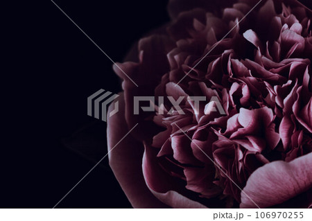 恥じらう花：ピンクのシャクヤクの接写 106970255