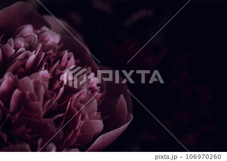 恥じらう花:ピンクのシャクヤクの接写 恥じらう花:ピンクのシャクヤクの接写 106970260