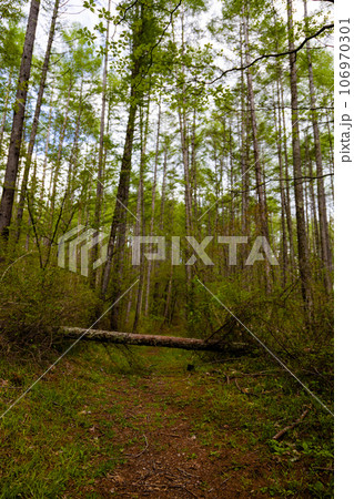 倒木した林道(縦) 倒木した林道(縦) 106970301