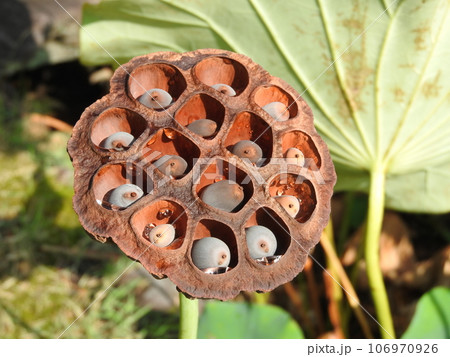 蓮の花托(かたく) 蓮の花托(かたく) 106970926