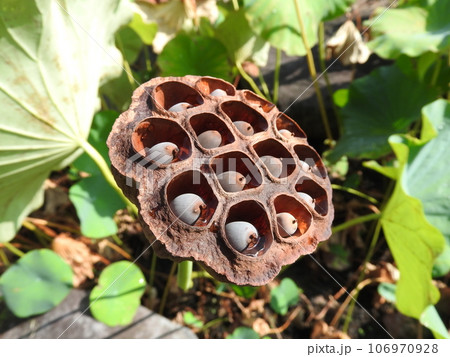 蓮の花托（かたく） 106970928