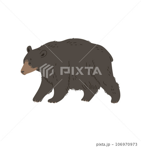 Grizzly bear walking, flat vector illustration isolated on white background. Grizzly bear walking, flat vector illustration isolated on white background. 106970973
