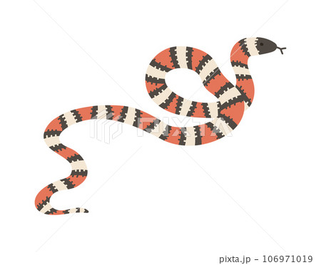 Milk snake, flat vector illustration isolated on white background. Milk snake, flat vector illustration isolated on white background. 106971019