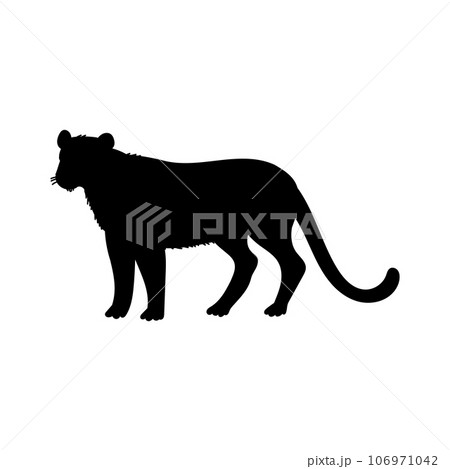 Puma black silhouette, flat vector illustration isolated on white background. Puma black silhouette, flat vector illustration isolated on white background. 106971042