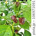 A plant with Chocolate Habanero peppers (Capsicum chinense) A plant with Chocolate Habanero peppers (Capsicum chinense) 106971091