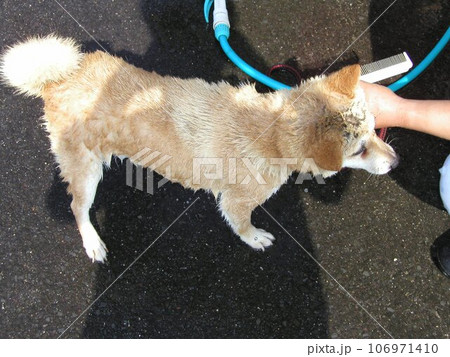 玄関先で洗われる柴犬 玄関先で洗われる柴犬 106971410