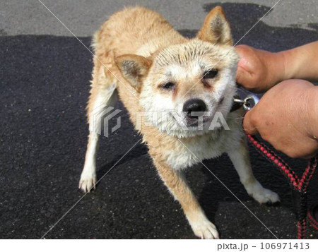 抵抗しながらも諦めて洗われる犬 抵抗しながらも諦めて洗われる犬 106971413
